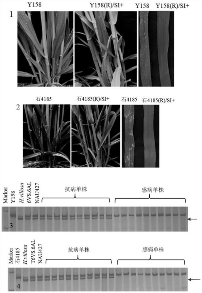 Molecular marker linked to wheat disease resistance gene pm21 and its application in breeding