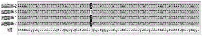 DNA fragment with functions of promoter and application of DNA fragment