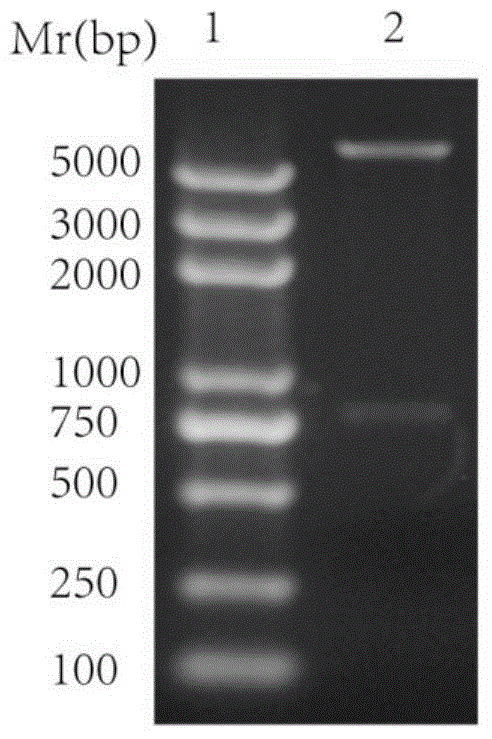 Application of simian virus 40 capsid protein VP1 serving as cell transmembrane protein