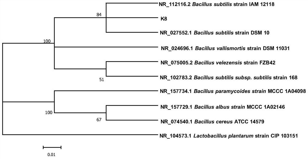 Synchronous nitrification and denitrification bacillus subtilis K8 and application thereof