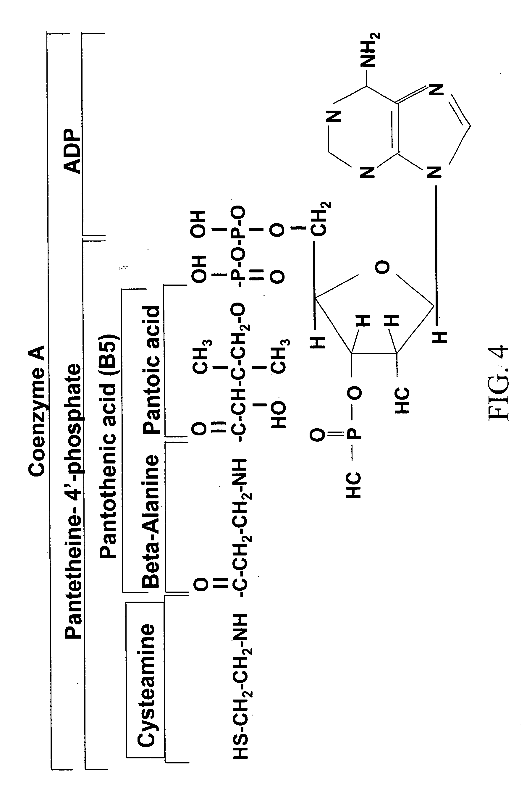 Materials and methods for improving alcohol metabolism and alleviating the effects of hangovers