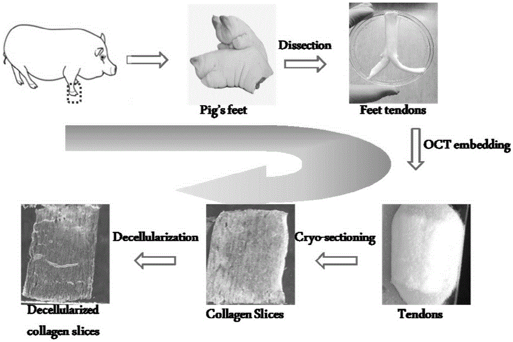 Method for preparing cardiac muscle tissue engineering decellularization collagen diaphragm