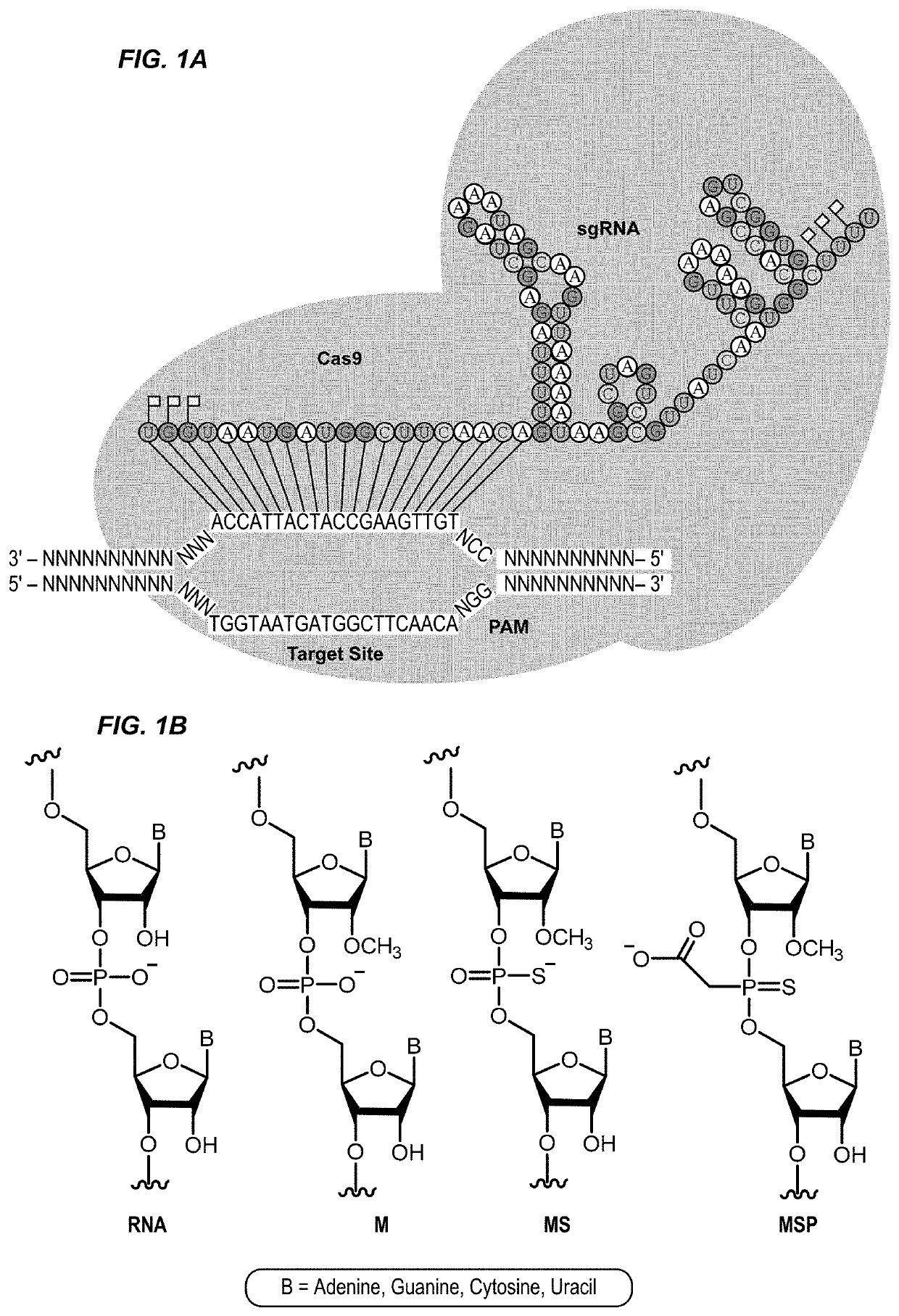 Chemically modified guide rnas for crispr/cas-mediated gene regulation