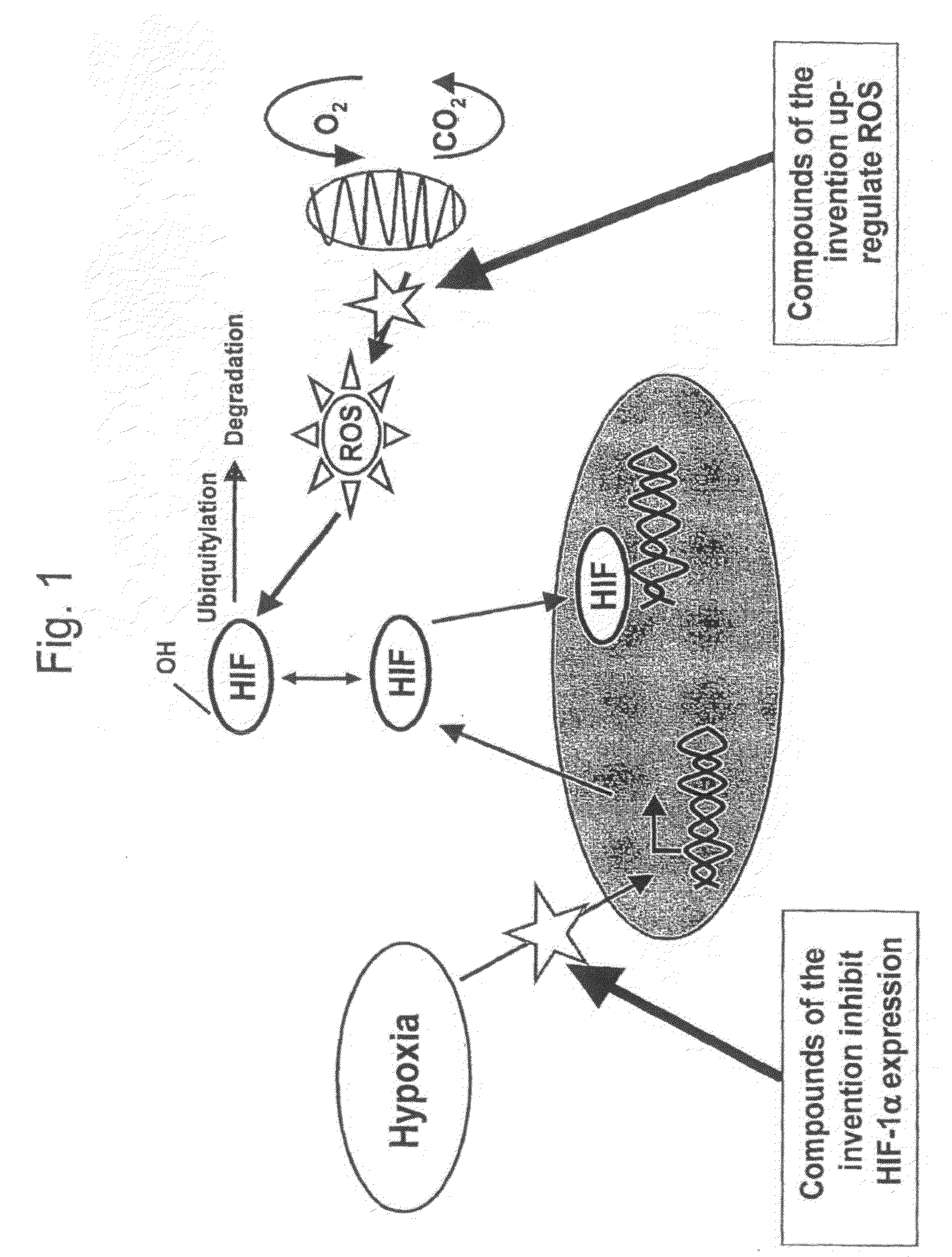 Modulators of Hypoxia Inducible Factor-1 and Related Uses
