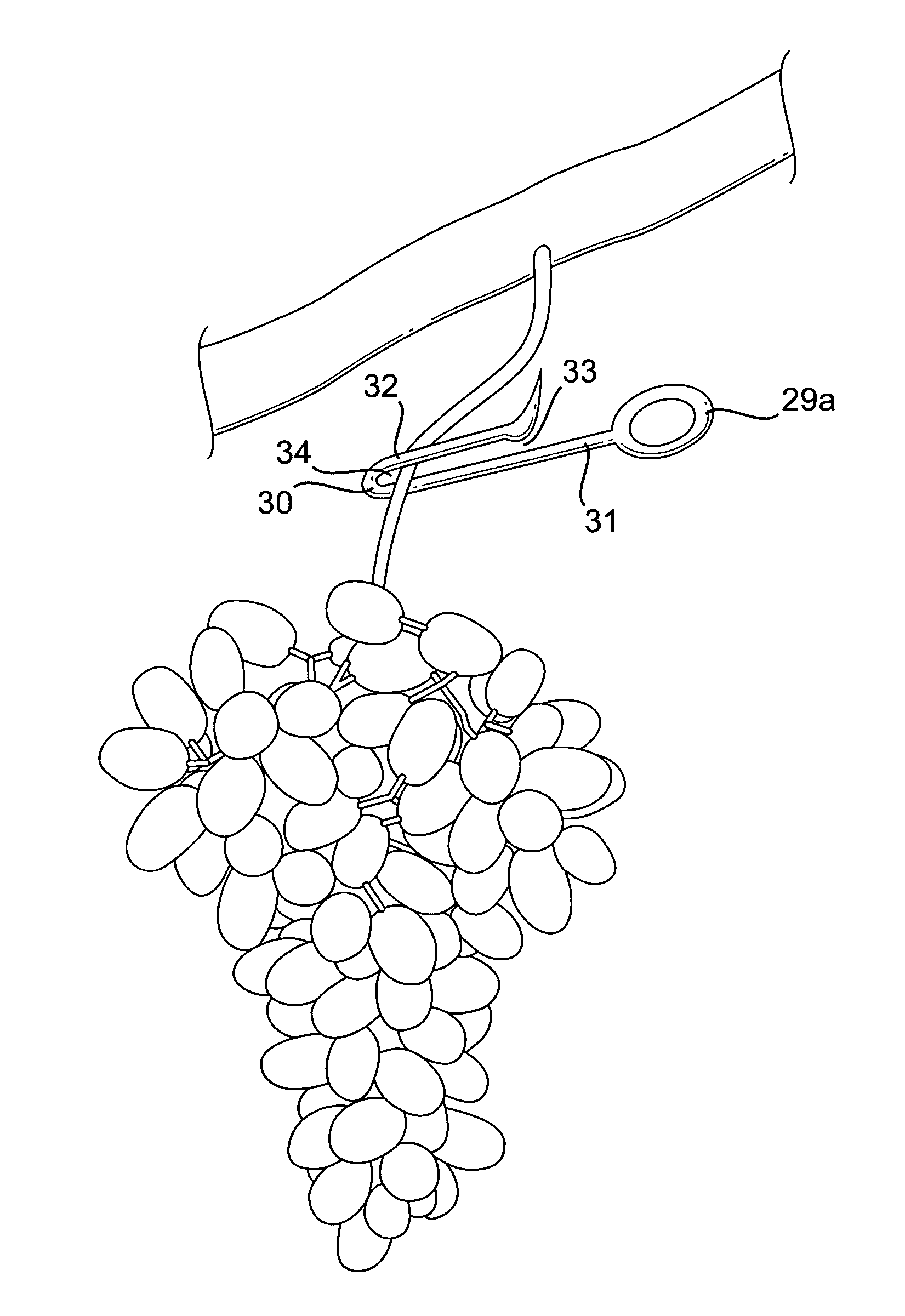 System and method for harvesting grape clusters