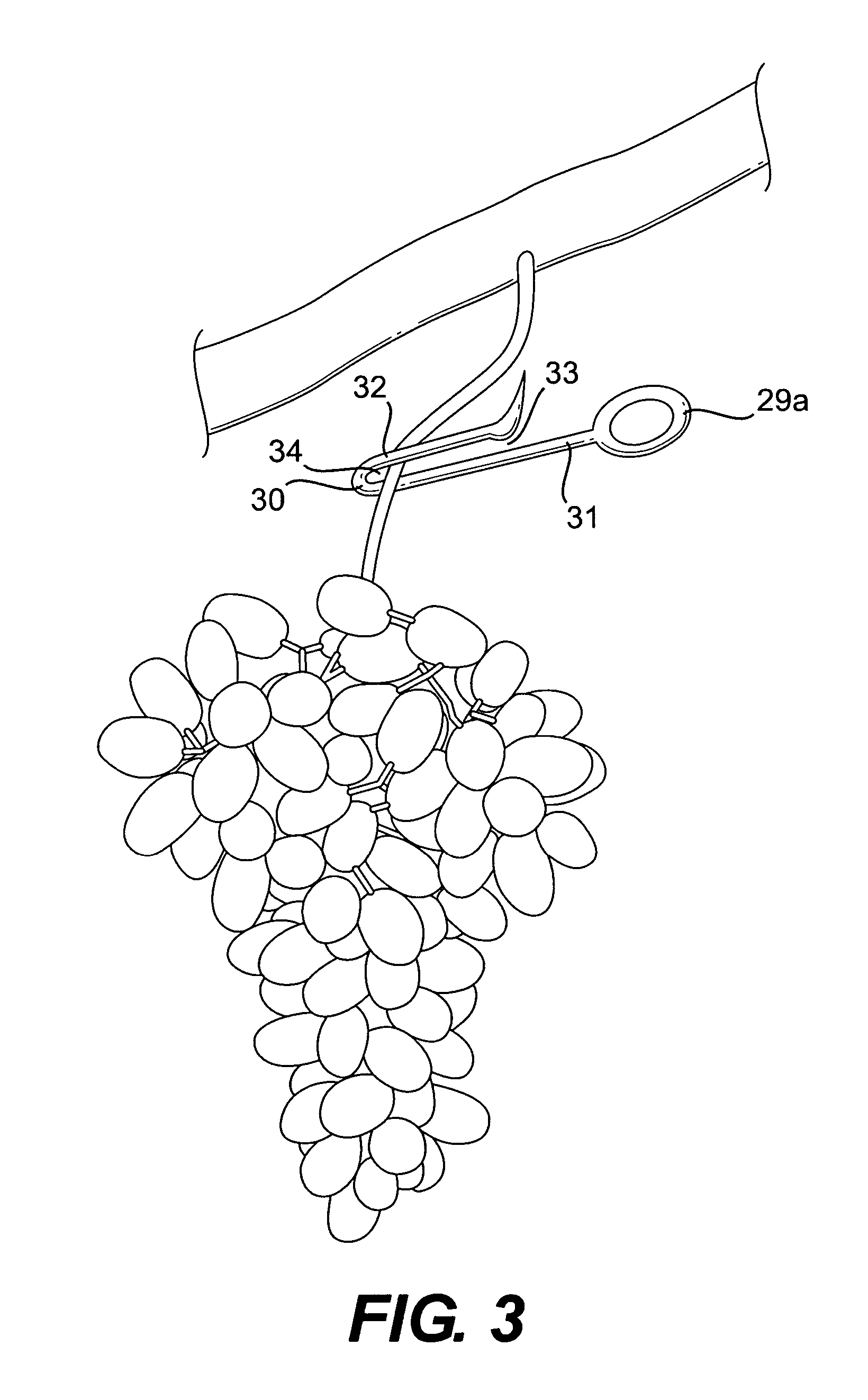 System and method for harvesting grape clusters