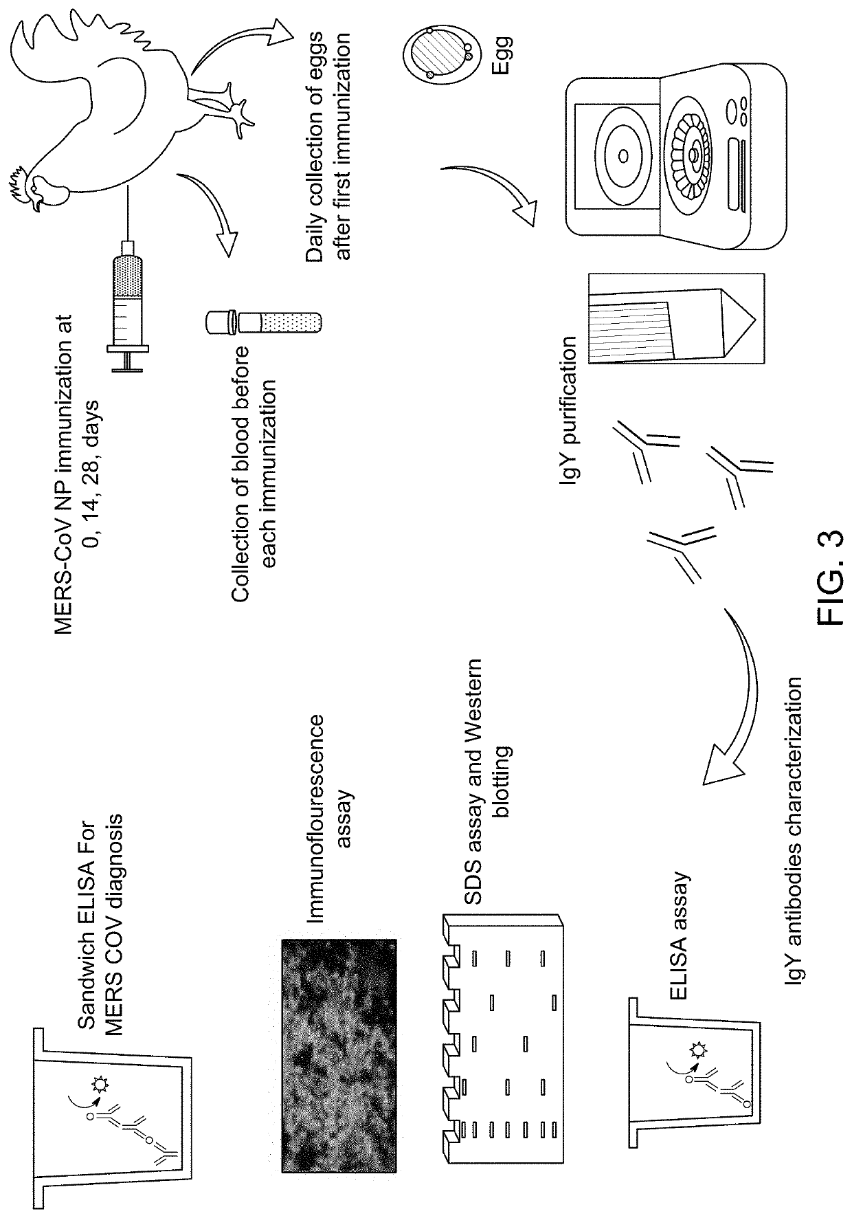 Method for detecting MERS-CoV in Camilidae