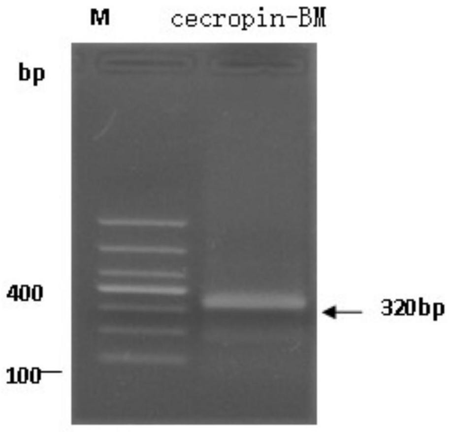 A kind of antimicrobial peptide and its prokaryotic expression method and application