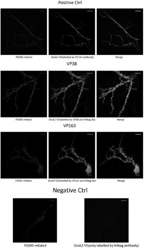 V5-tag protein specifically targeted single-domain antibody and derived proteins thereof