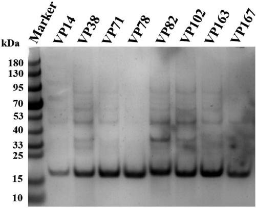 V5-tag protein specifically targeted single-domain antibody and derived proteins thereof