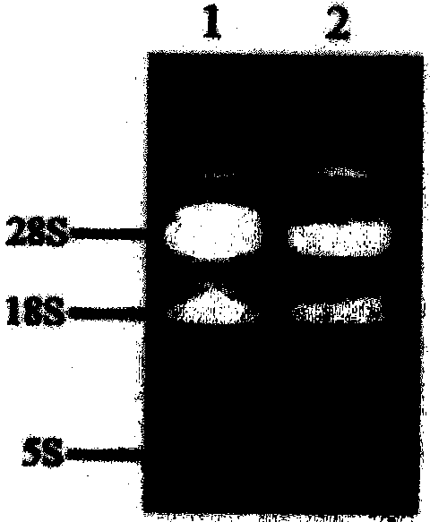 Anti-p21ras protein single chain antibody and application thereof