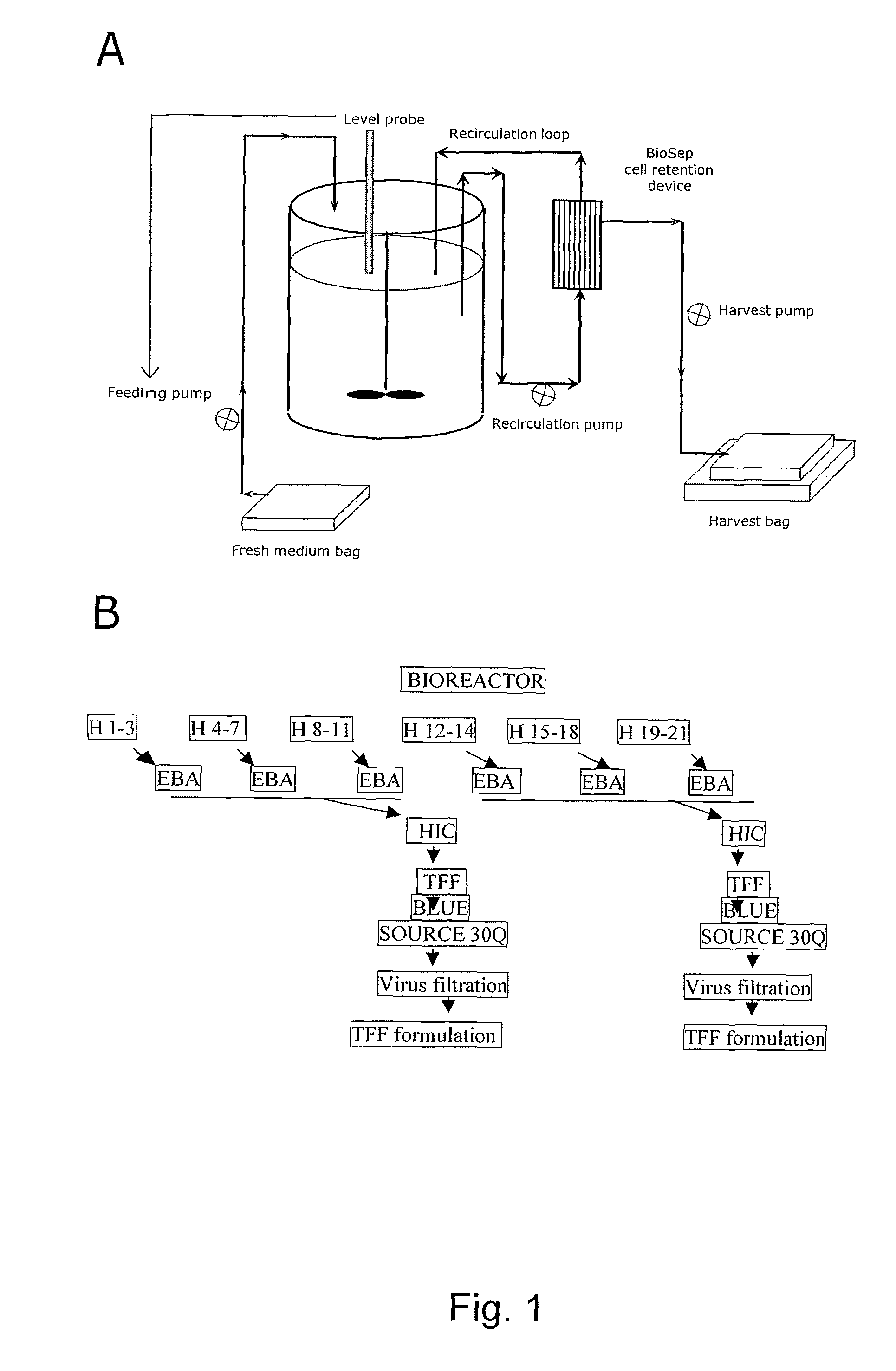 Production and purification of recombinant arylsulftase