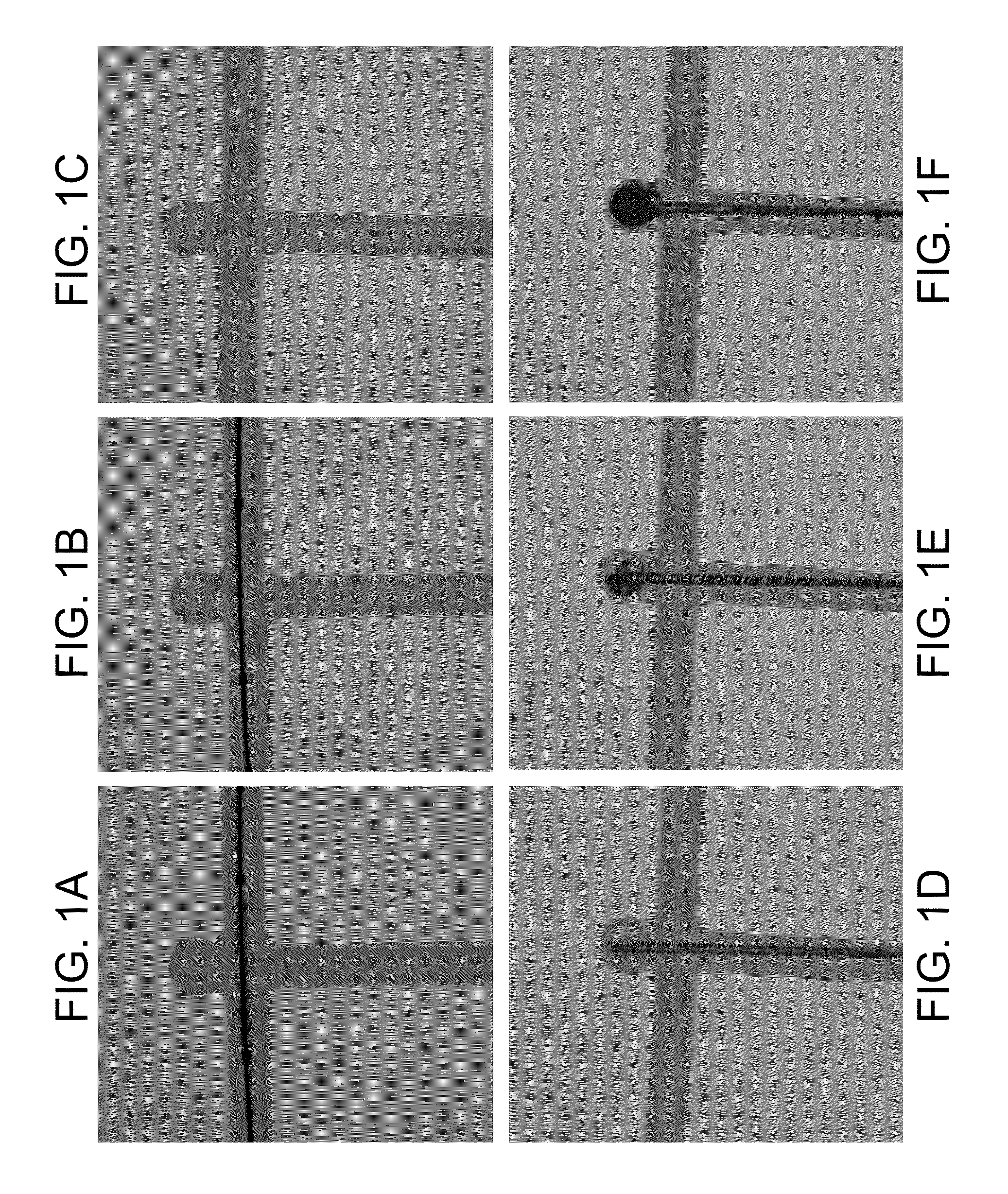 Alginate and alginate lyase compositions and methods of use