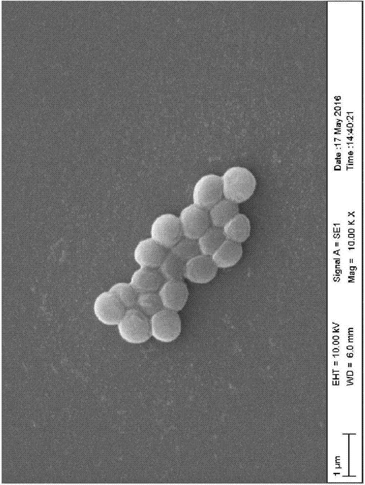 III-type bacteriocin from L. crispatus, and preparation method and applications thereof