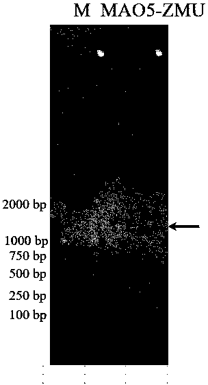 Monoamine oxidase and gene and application thereof