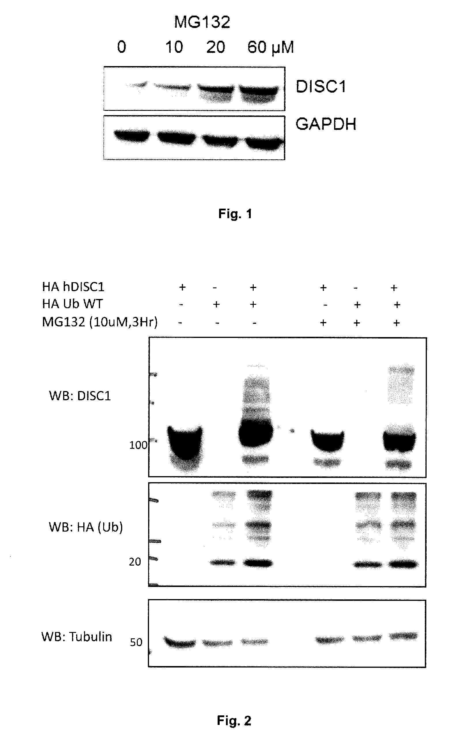 Materials and Methods for Modulating DISC1 Turnover