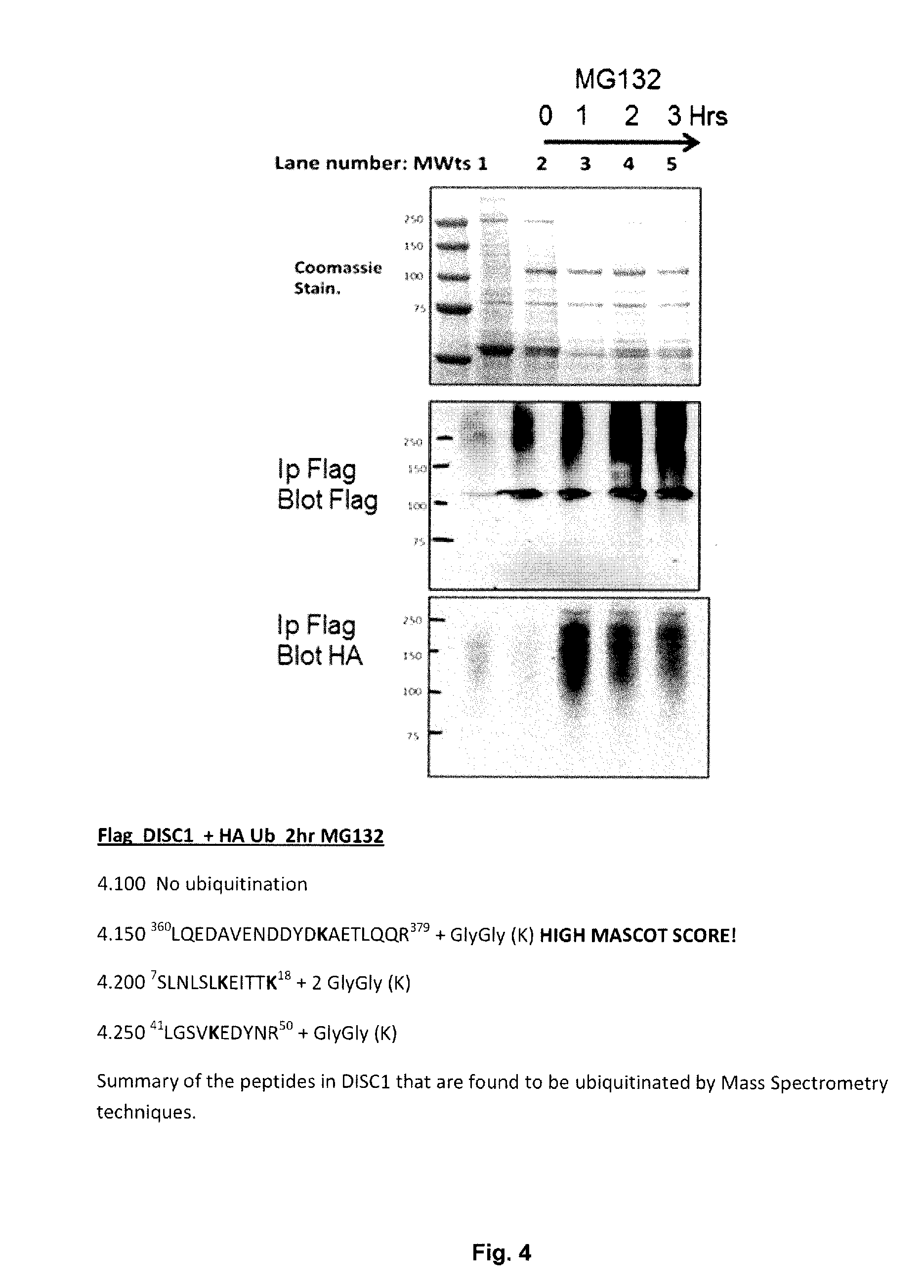 Materials and Methods for Modulating DISC1 Turnover