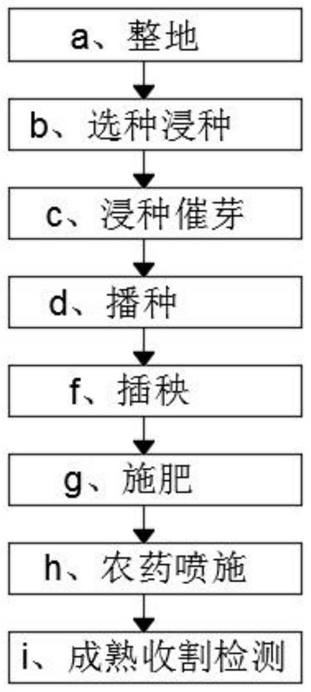 Planting method for increasing content of beta-glucan in rice