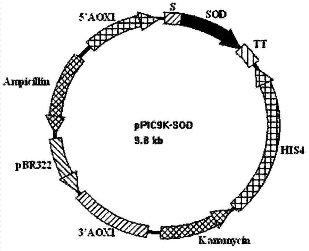 Superoxide dismutase from pig blood cells and preparation method thereof