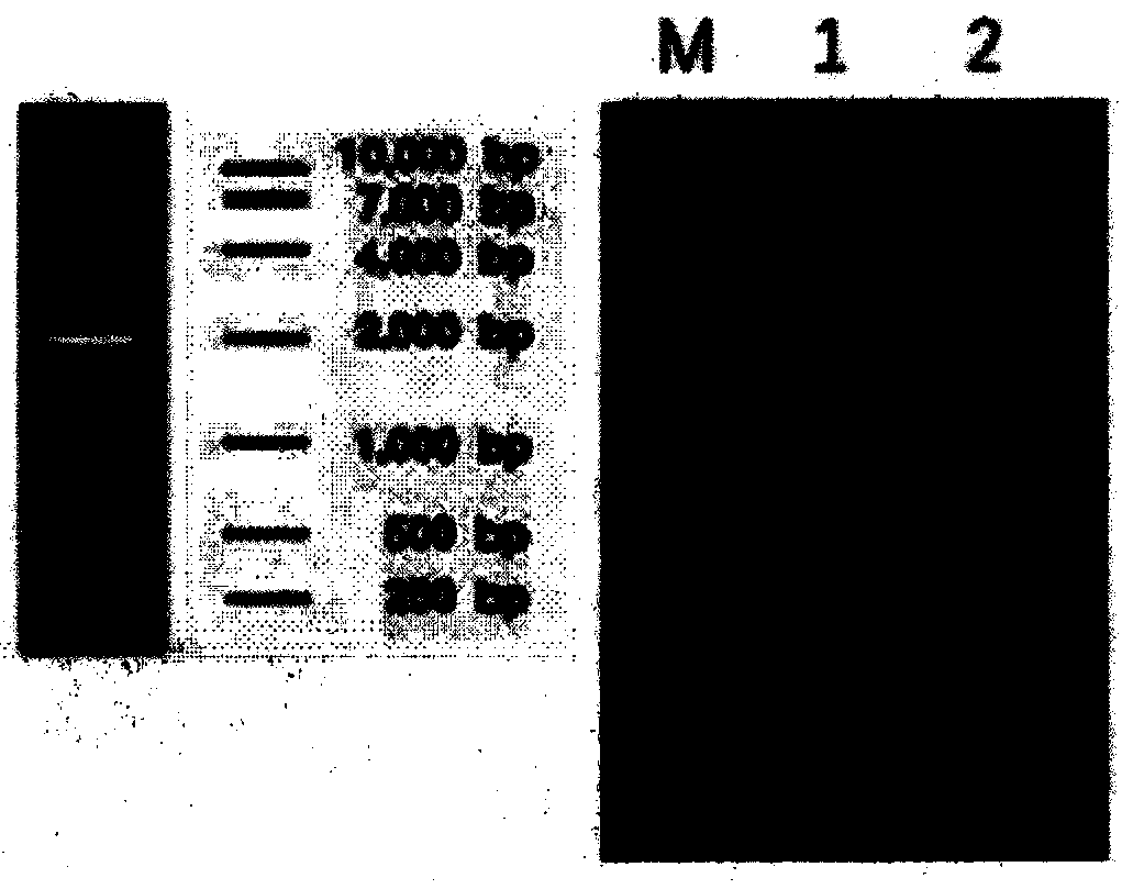 Monoclonal antibody for identifying monohydroxy phenolic compound as well as preparation method and application thereof