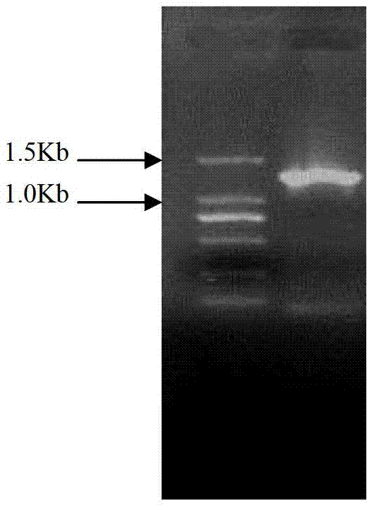 Aspergillus-versicolor-derived alpha-galactosidase Z-GALC, and coding gene and application thereof