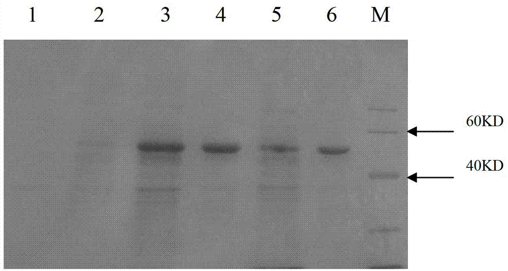 Aspergillus-versicolor-derived alpha-galactosidase Z-GALC, and coding gene and application thereof