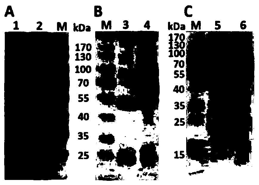 Rapid detection method based on magnetic separation and quantum dot labeling of Helicobacter pylori, and kit