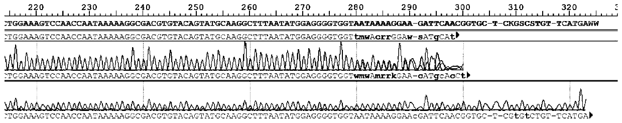 Specific molecular marker primer for genders of trachinotus ovatus, kit and application of kit