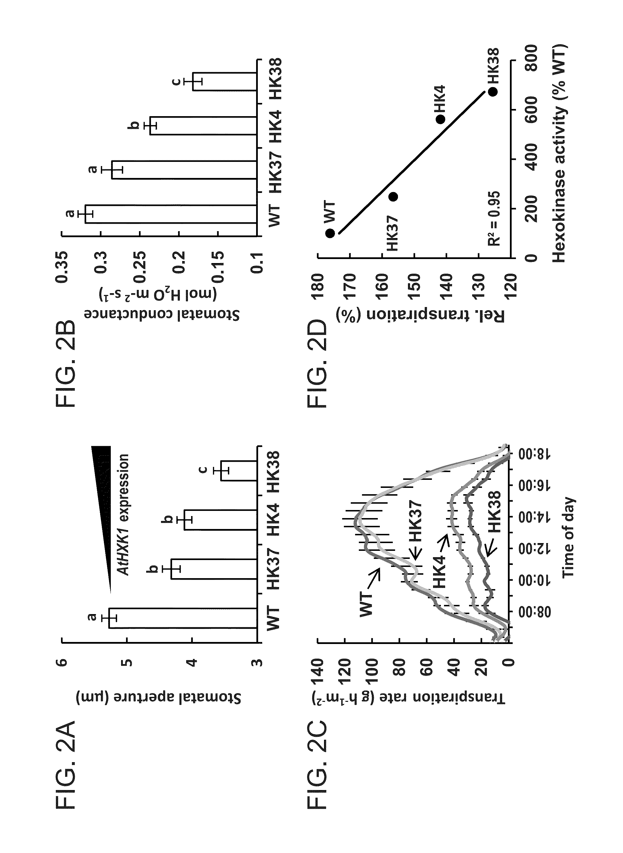 Methods of modulating stomata conductance and plant expression constructs for executing same