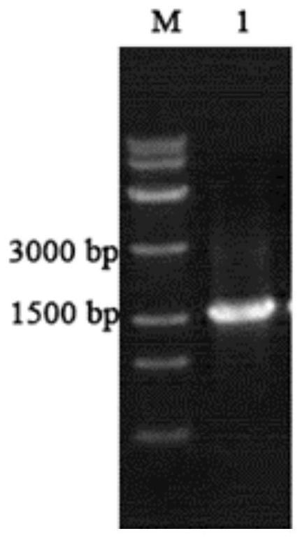 Fungus-derived laccase, recombinant pichia pastoris engineering bacteria thereof and application of fungus-derived laccase