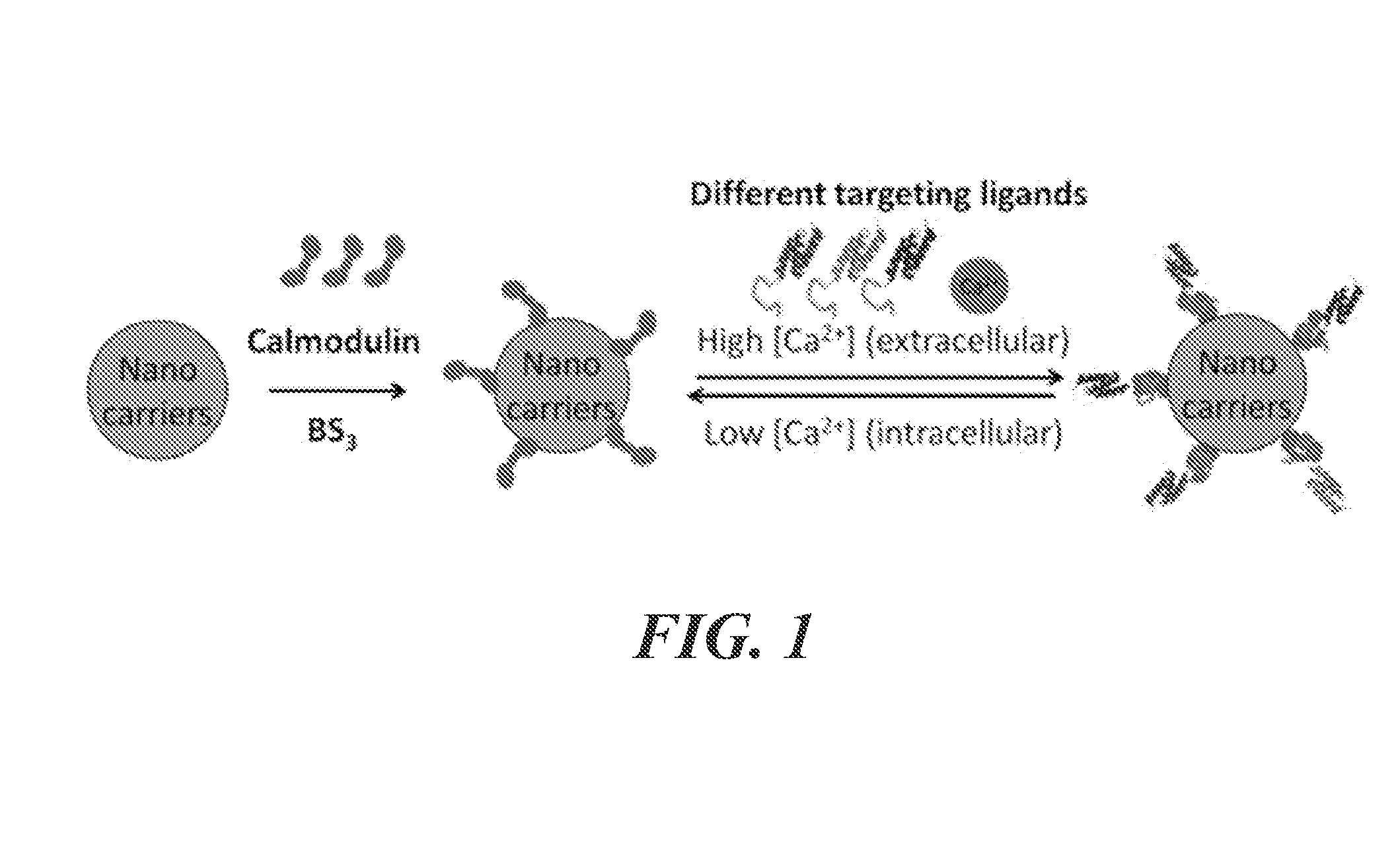 Methods and compositions for self-assembly system of nanoparticles and microparticles for multi-targeting specificity
