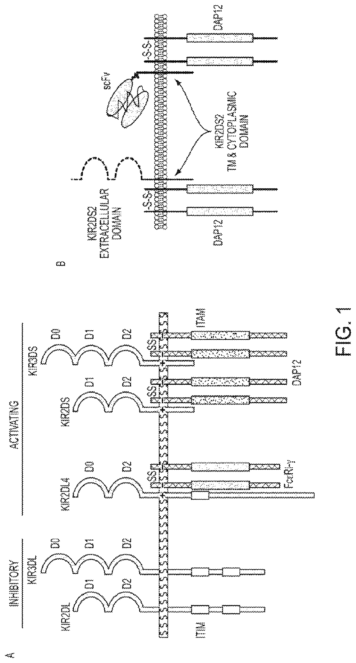 Targeting cytotoxic cells with chimeric receptors for adoptive immunotherapy