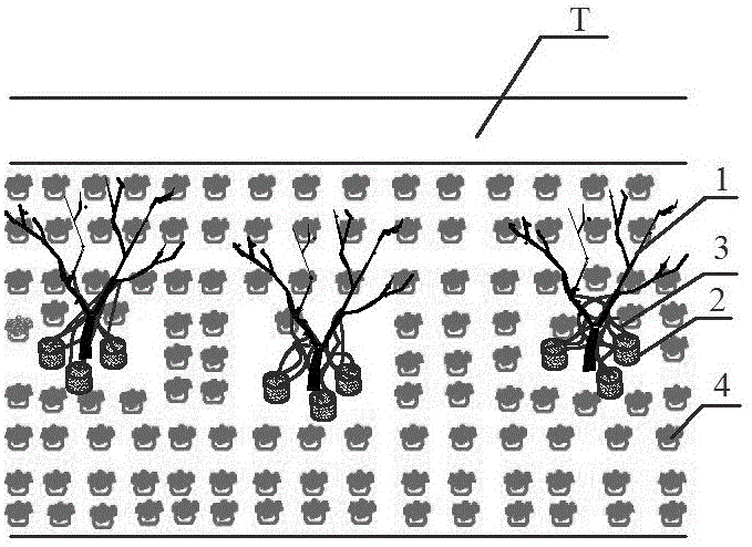Cultivation method for interplanting radix tetrastigmae and polygonatum cyrtonema under forest