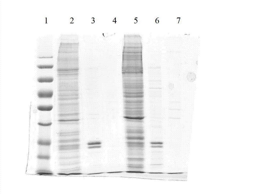 Method for excavating difference protein of eucaryotic gene transcriptional regulation group