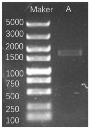 Library-building sequencing method for detecting full length of bacterial 16S rDNA