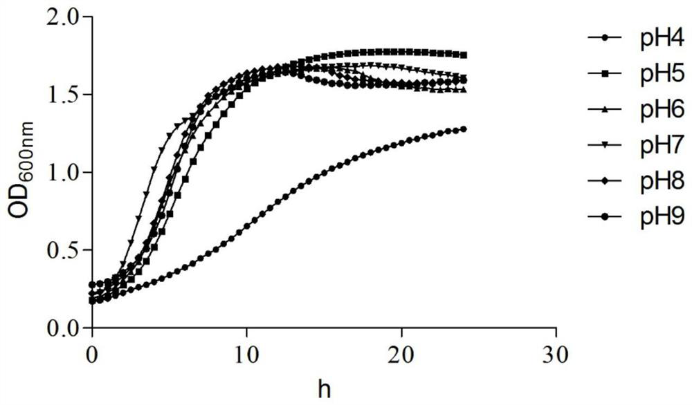 Lactobacillus paracasei capable of antagonizing pharyngitis pathogenic bacterium beta hemolytic streptococcus