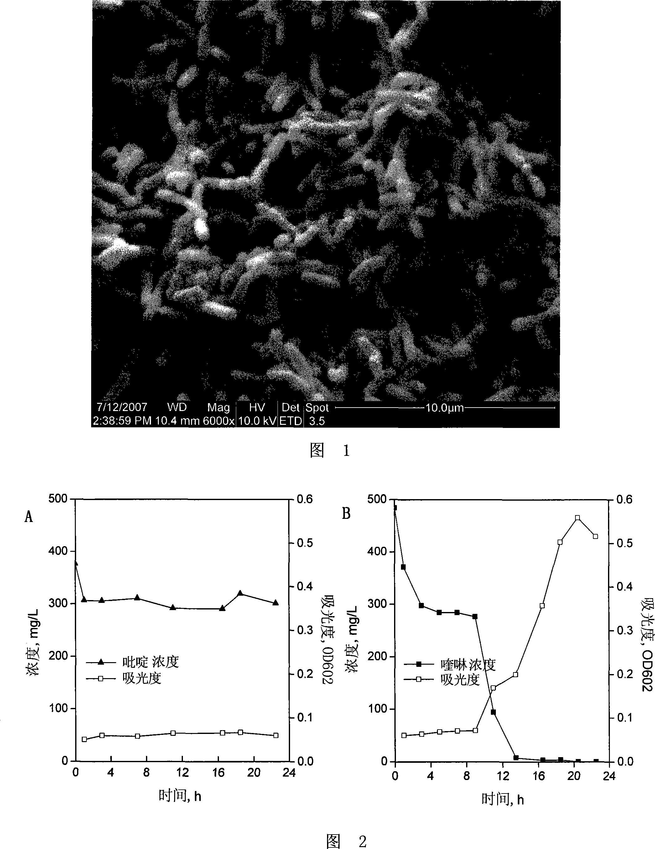 Pseudomonas and application of the same in biological removal of nitrogenous heterocyclic compounds