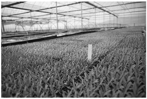 A kind of large-scale production method of Gypsophila plug seedlings
