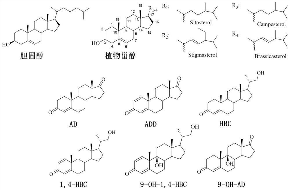 Gene editing method and system for mycobacterium neoaurum engineering bacteria