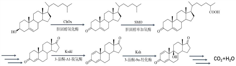 Gene editing method and system for mycobacterium neoaurum engineering bacteria