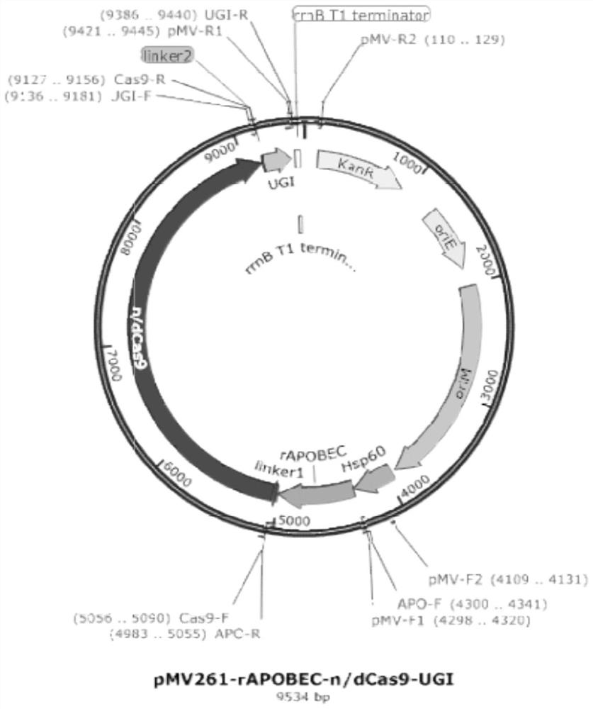 Gene editing method and system for mycobacterium neoaurum engineering bacteria