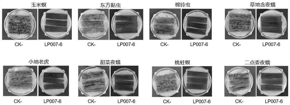 Transgenic Zea mays L. event LP007-6 and detection method thereof