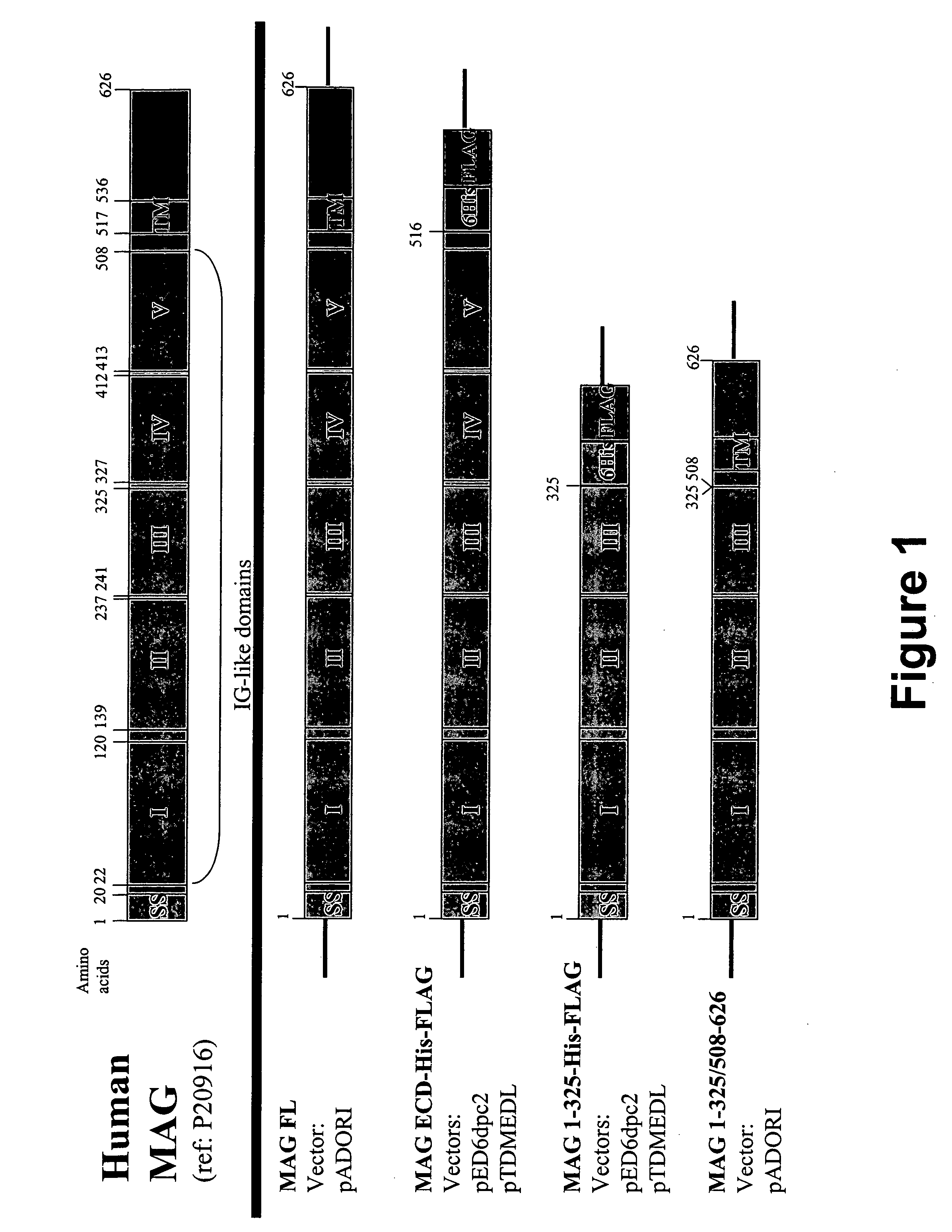 Compositions and methods of purifying myelin-associated glycoprotein (MAG)