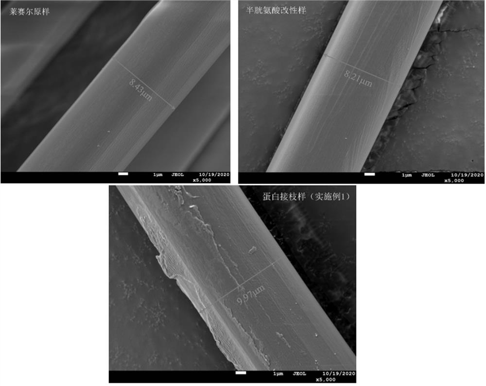 Cysteine coupled protein grafted regenerated cellulose fiber material and preparation method thereof