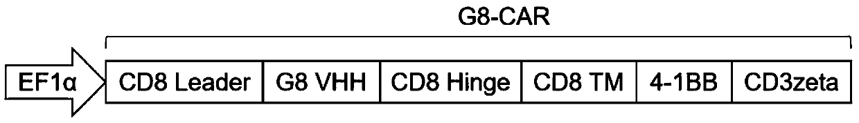 Chimeric antigen receptor targeting BCMA and application thereof