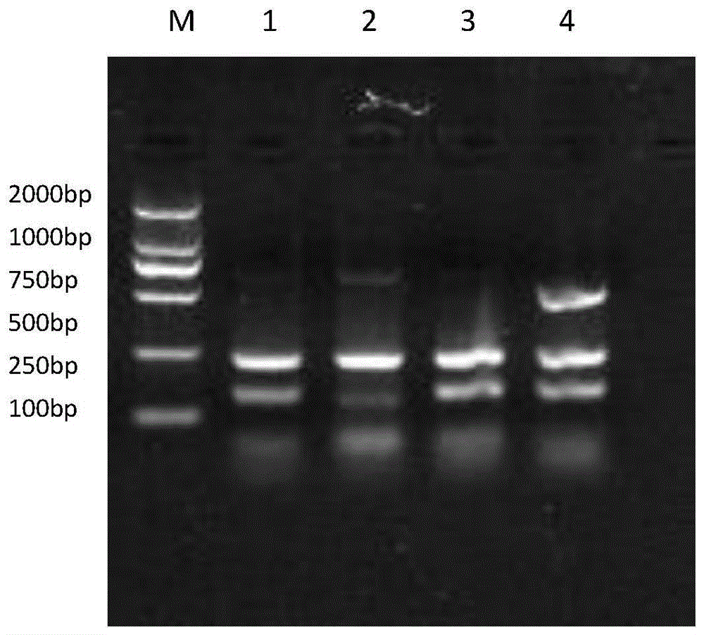 A Primer Set for Simultaneously Detecting Species Components of Blue Fox, Raccoon and Dog and Its Application