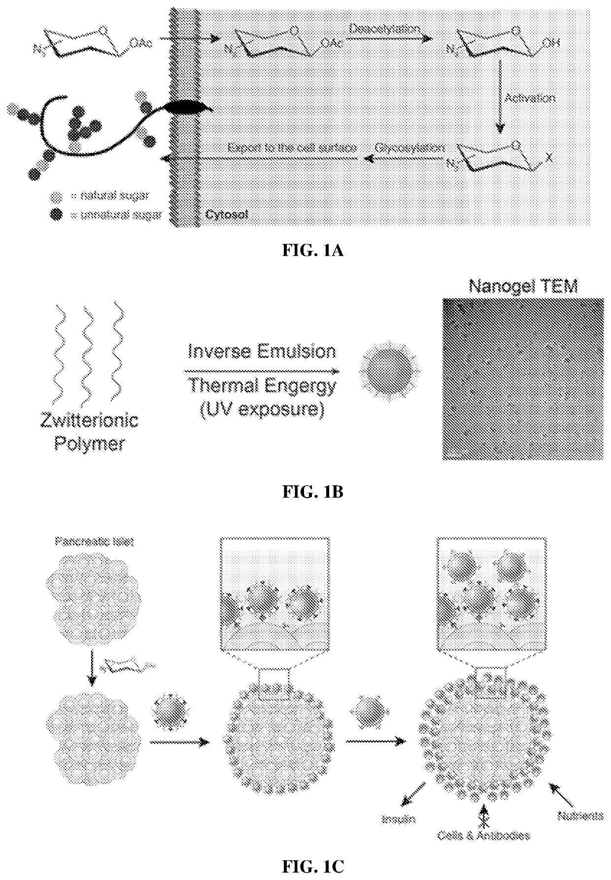 Surface-modified cells, methods of making and using