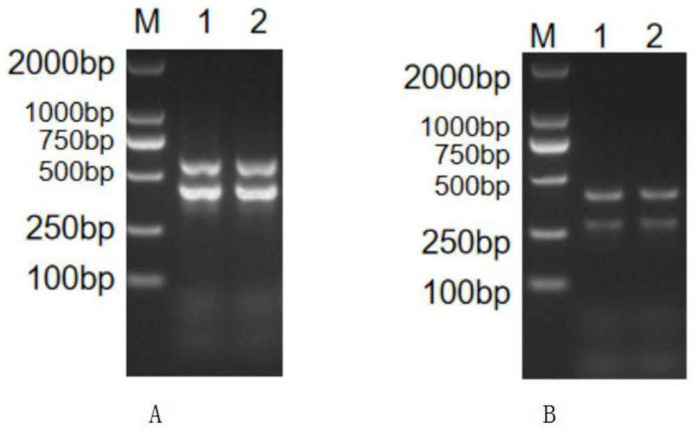 Nested PCR (polymerase chain reaction) primer group for simultaneously detecting mycoplasma hyopneumoniae and swine chlamydiosis and application of nested PCR primer group