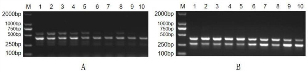 Nested PCR (polymerase chain reaction) primer group for simultaneously detecting mycoplasma hyopneumoniae and swine chlamydiosis and application of nested PCR primer group