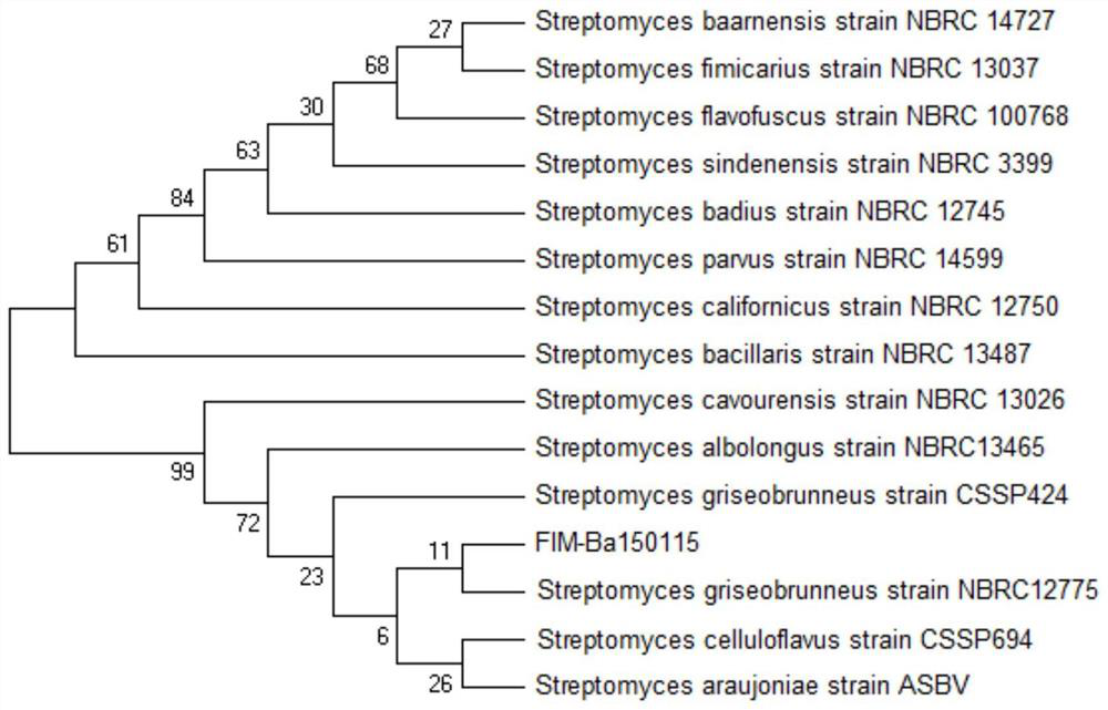 A method for fermenting and producing bafilomycin a1